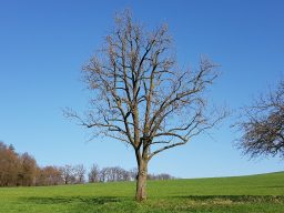 geschnittener Birnbaum